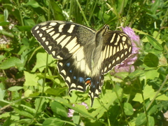 Papilio hospiton