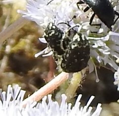 Jasione sessiliflora