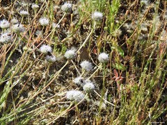 Jasione sessiliflora