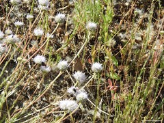 Jasione sessiliflora