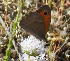 Jasione sessiliflora