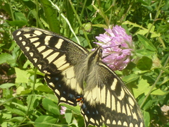 Papilio hospiton