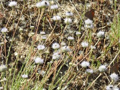 Jasione sessiliflora
