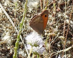 Jasione sessiliflora