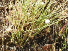 Jasione sessiliflora
