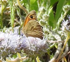 Jasione sessiliflora