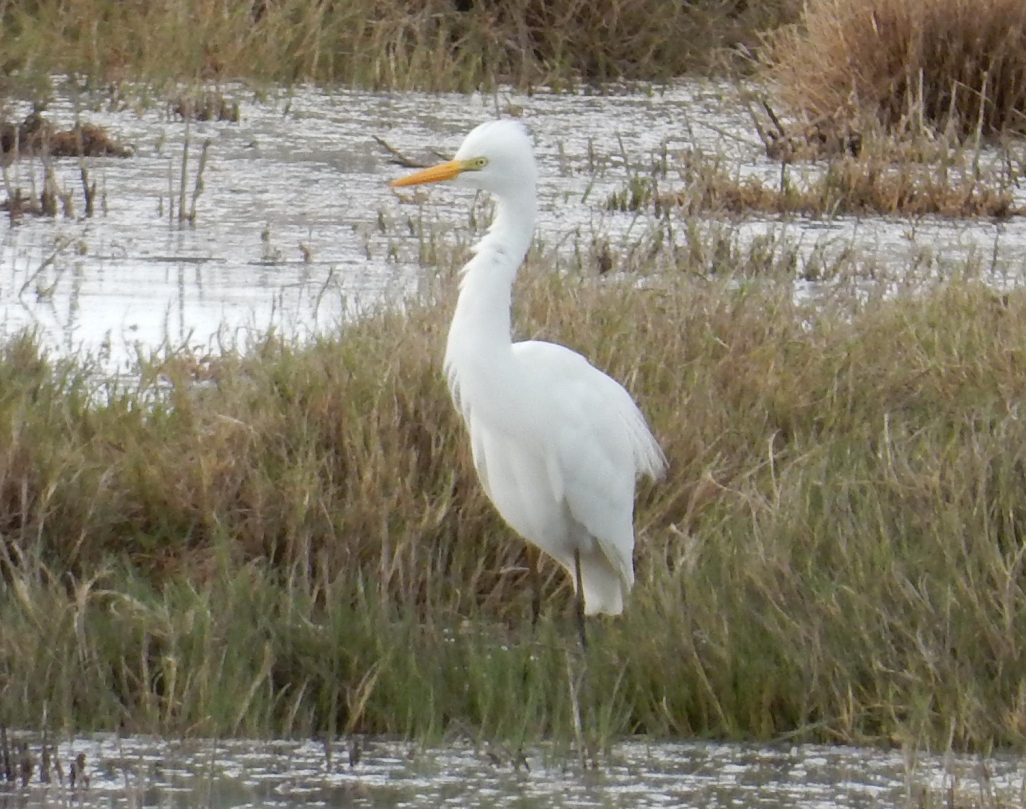 Yellow-billed Egret (Ardea brachyrhyncha)