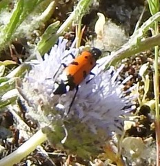 Jasione sessiliflora