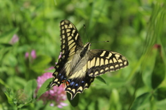 Papilio hospiton