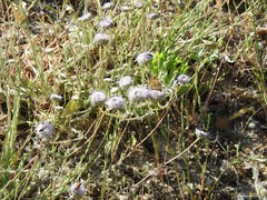 Jasione sessiliflora