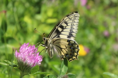 Papilio hospiton