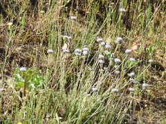 Jasione sessiliflora