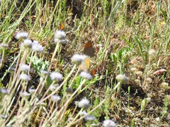 Jasione sessiliflora