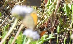 Jasione sessiliflora