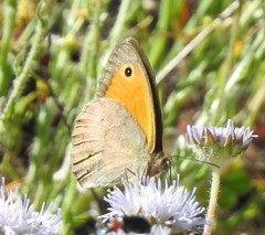 Jasione sessiliflora