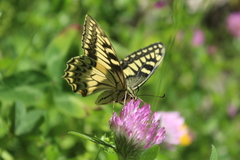 Papilio hospiton