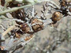 Ceroplastes irregularis