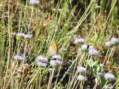 Jasione sessiliflora