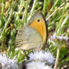 Jasione sessiliflora