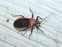 Rhiginia cinctiventris