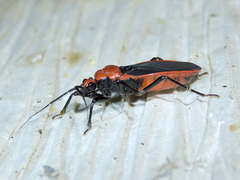 Rhiginia cinctiventris