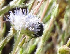 Jasione sessiliflora
