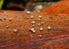 Hymenotorrendiella eucalypti image