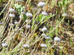 Jasione sessiliflora