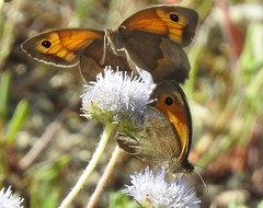 Jasione sessiliflora