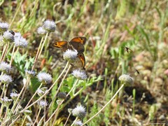 Jasione sessiliflora