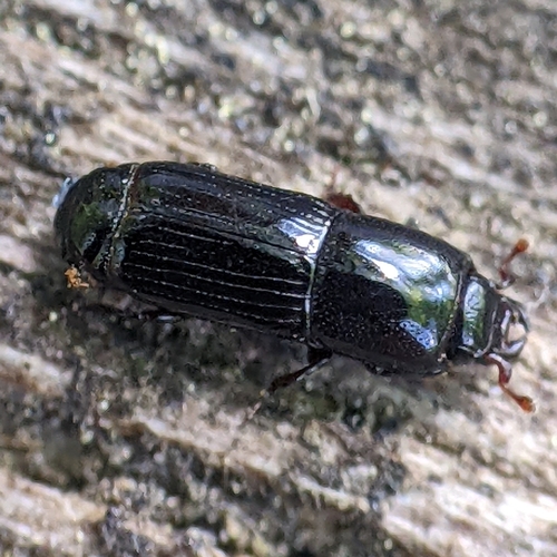 Platysoma gracile