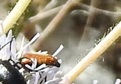 Pseudovadonia livida