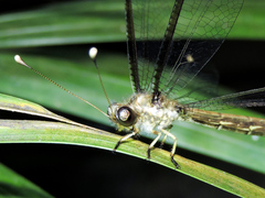 Ascalobyas albistigma