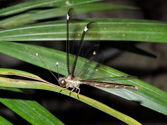 Ascalobyas albistigma