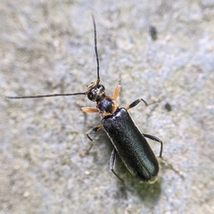 Rhagiini