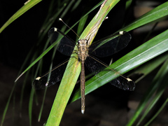 Ascalobyas albistigma