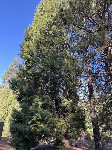 iNaturalist observation photo of California incense-cedar