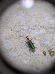 Rhagiini