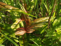 Penstemon calycosus