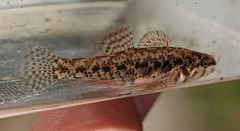 Etheostoma microperca