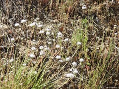 Jasione sessiliflora