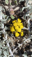 Erysimum menziesii