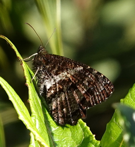 Panyapedaliodes jephtha