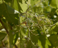 Premna acuminata