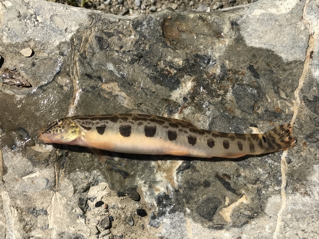 Cobitis rara