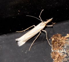 Eufernaldia cadarellus
