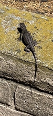 Sceloporus occidentalis