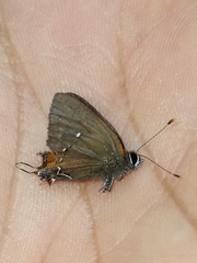 Electrostrymon angelia
