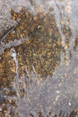 Tristicha trifaria