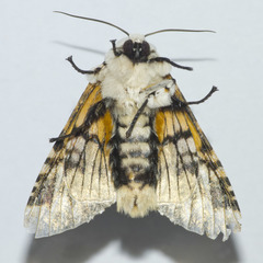 Bathyra sagata